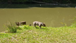Klicken Sie auf das Bild, um es zu vergr&ouml;&szlig;ern